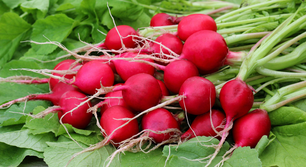 Radish Root Ferment - the SAFE & NATURAL Alternative Preservative