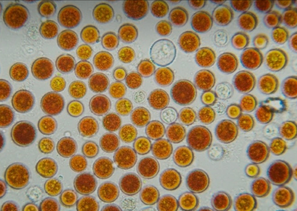 New Ingredient Spotlight: Meet Astaxanthin